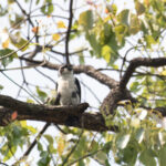 Pied Falconet (image by Diedert Koppenol)