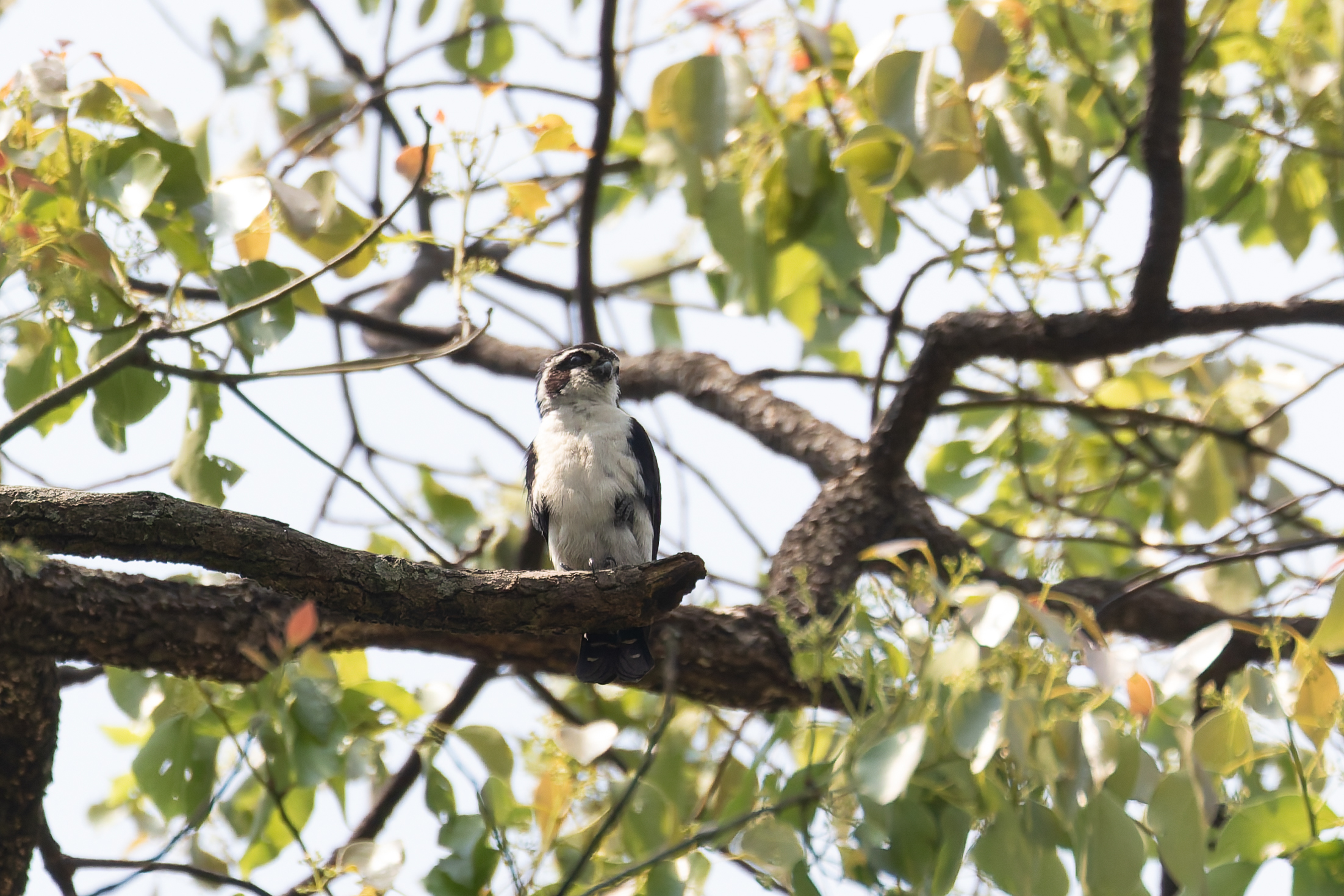 Pied Falconet (image by Diedert Koppenol)