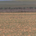 Pin-tailed Sandgrouse (image by Diedert Koppenol)