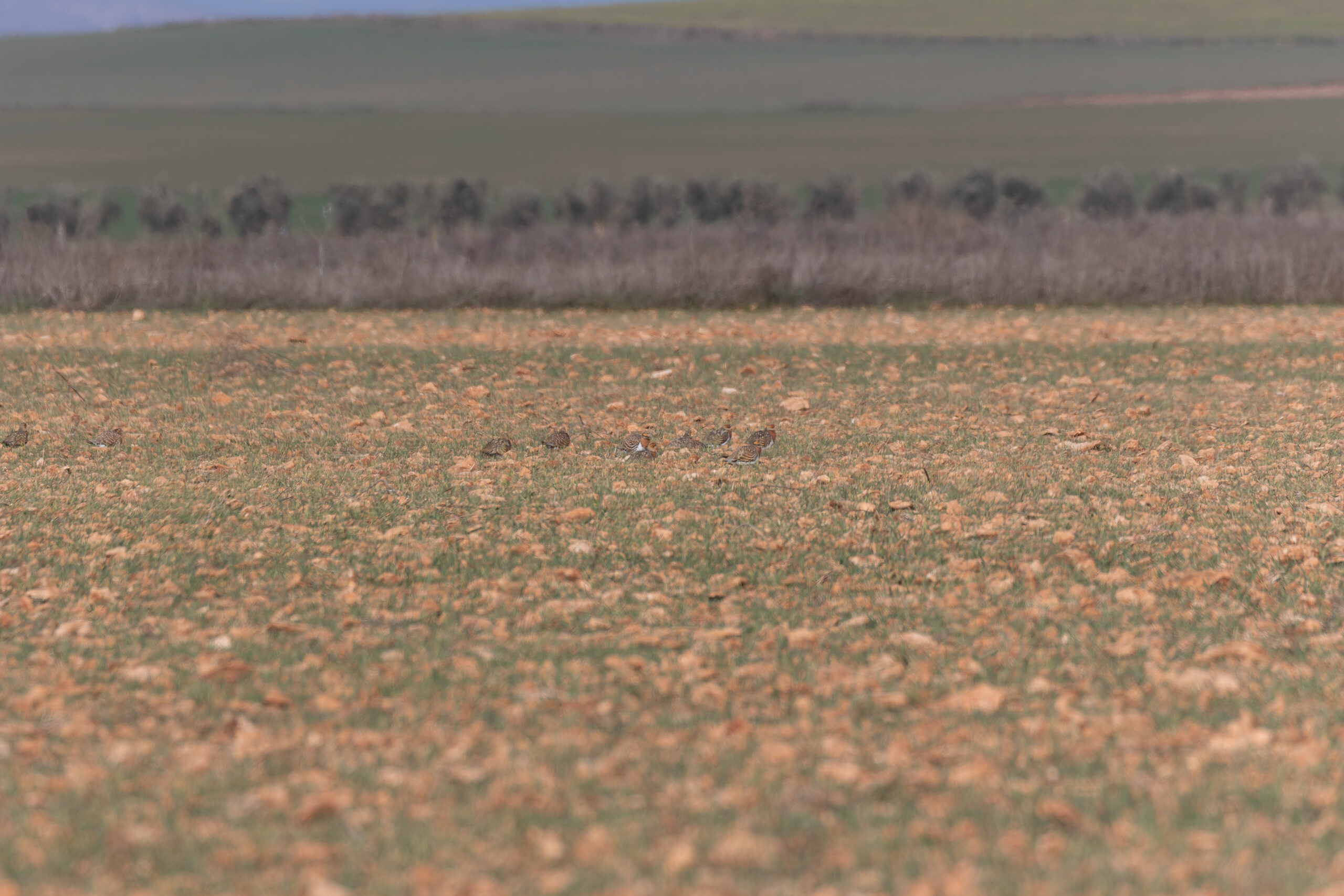 Pin-tailed Sandgrouse (image by Diedert Koppenol)