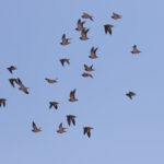 Pin-tailed Sandgrouse (image by Diedert Koppenol)