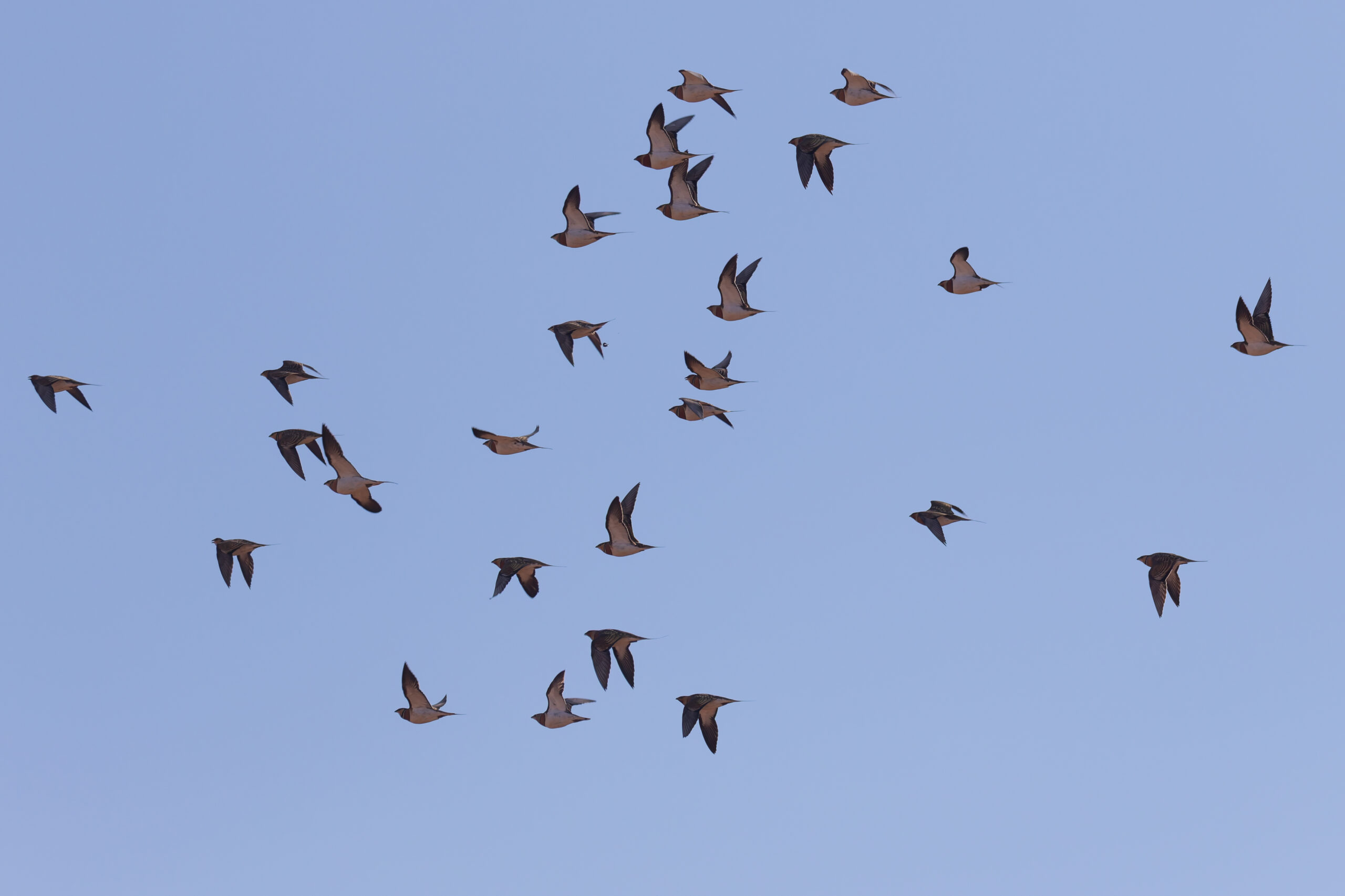 Pin-tailed Sandgrouse (image by Diedert Koppenol)