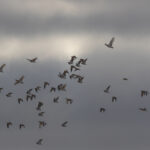 Pin-tailed Sandgrouse & Little Bustards (image by Diedert Koppenol)