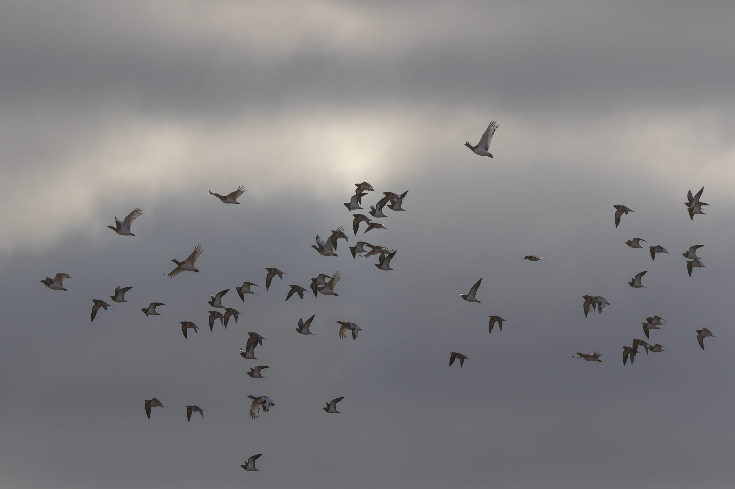 Pin-tailed Sandgrouse & Little Bustards (image by Diedert Koppenol)