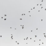 Pin-tailed Sandgrouse & Little Bustards (image by Diedert Koppenol)