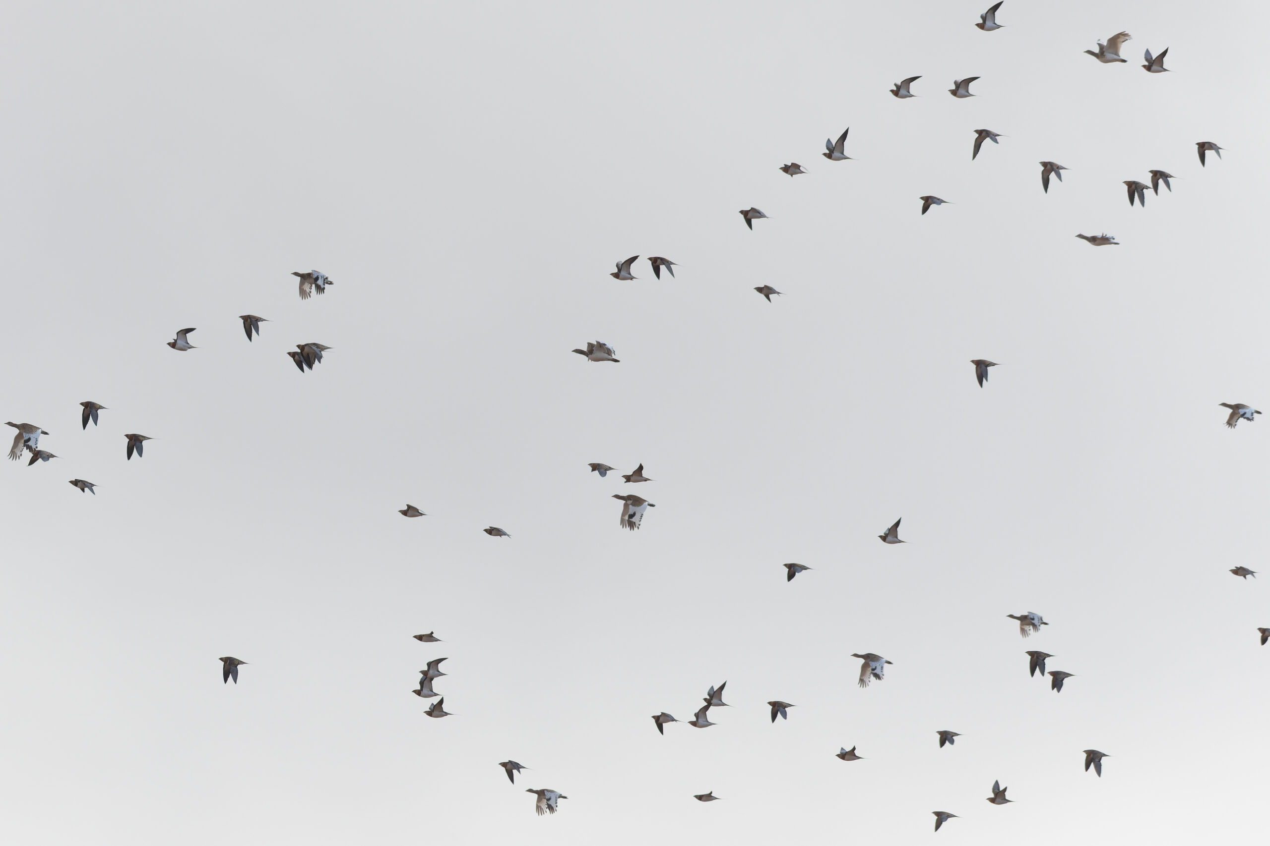 Pin-tailed Sandgrouse & Little Bustards (image by Diedert Koppenol)