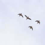 Pin-tailed Sandgrouse with Little Bustard (image by Diedert Koppenol)