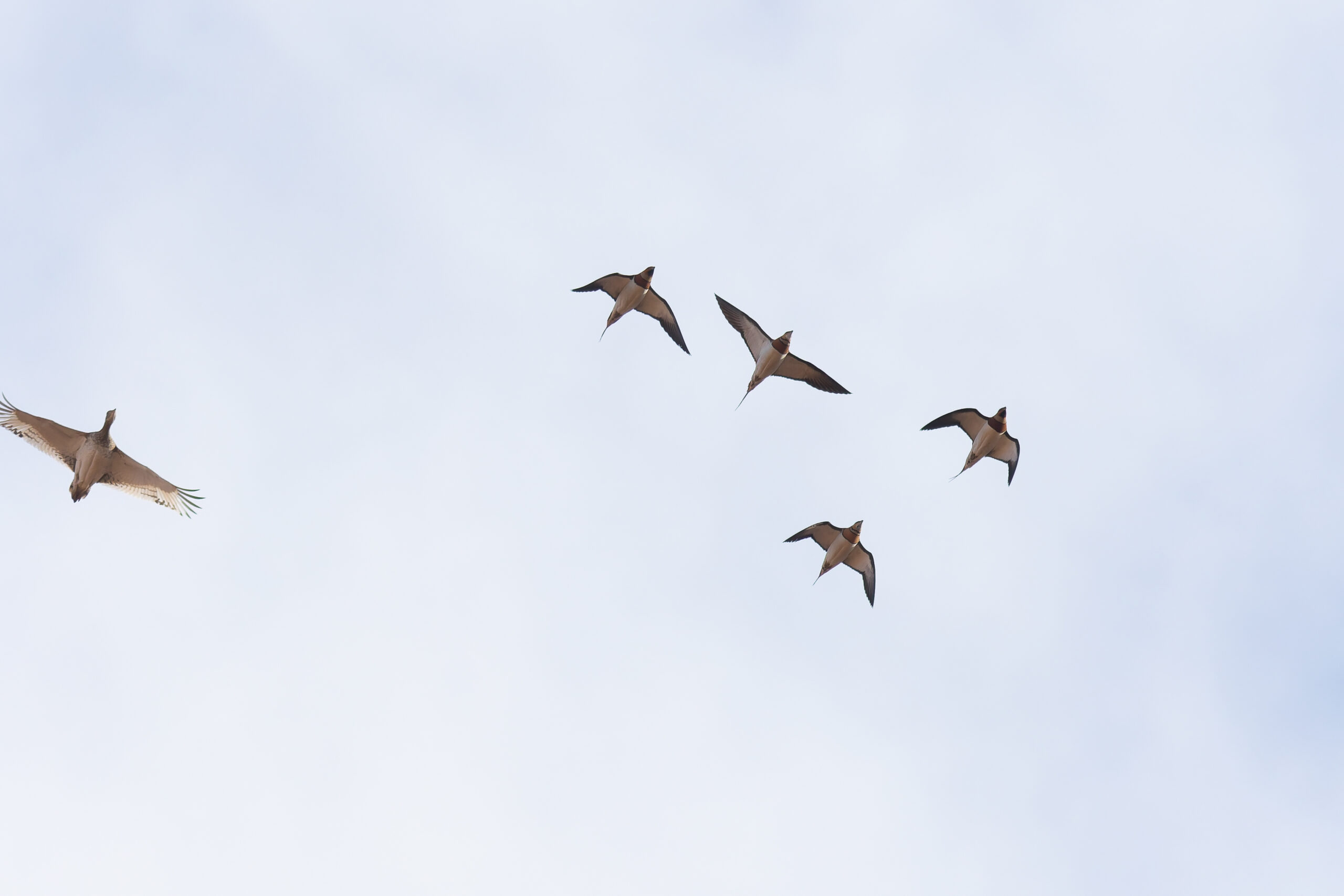 Pin-tailed Sandgrouse with Little Bustard (image by Diedert Koppenol)
