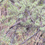 Plain Laughingthrush (image by Diedert Koppenol)