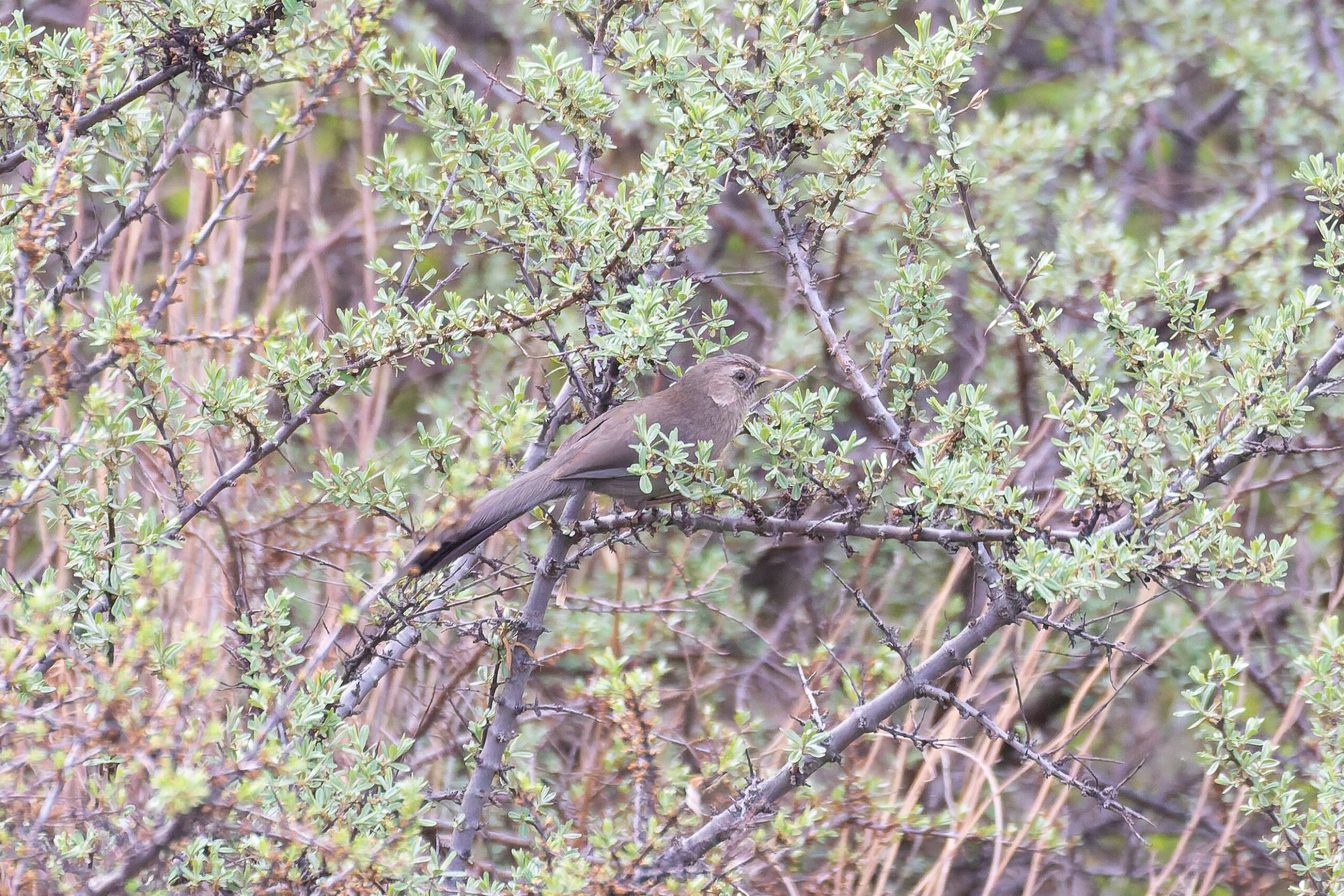 Plain Laughingthrush (image by Diedert Koppenol)