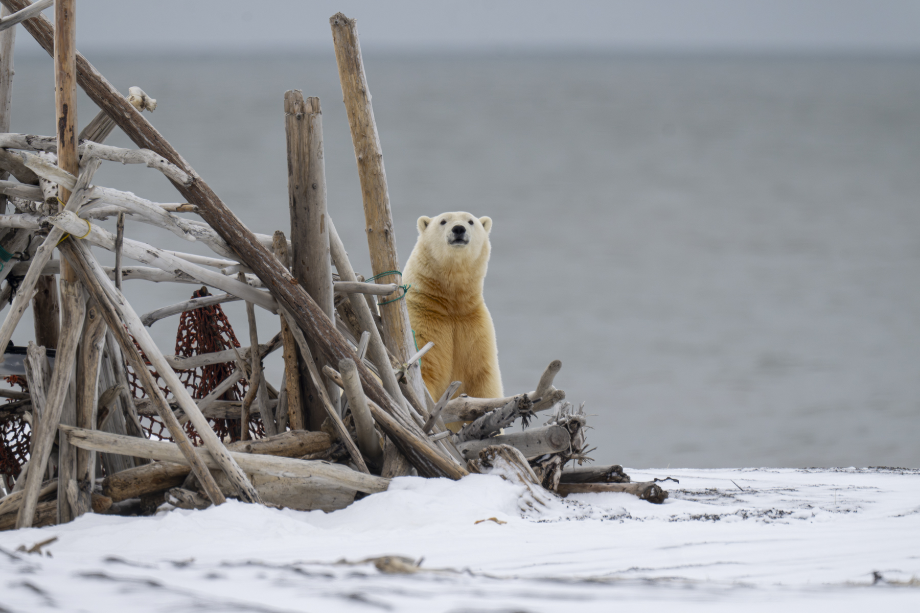 Polar Bear (image by Mark Beaman)
