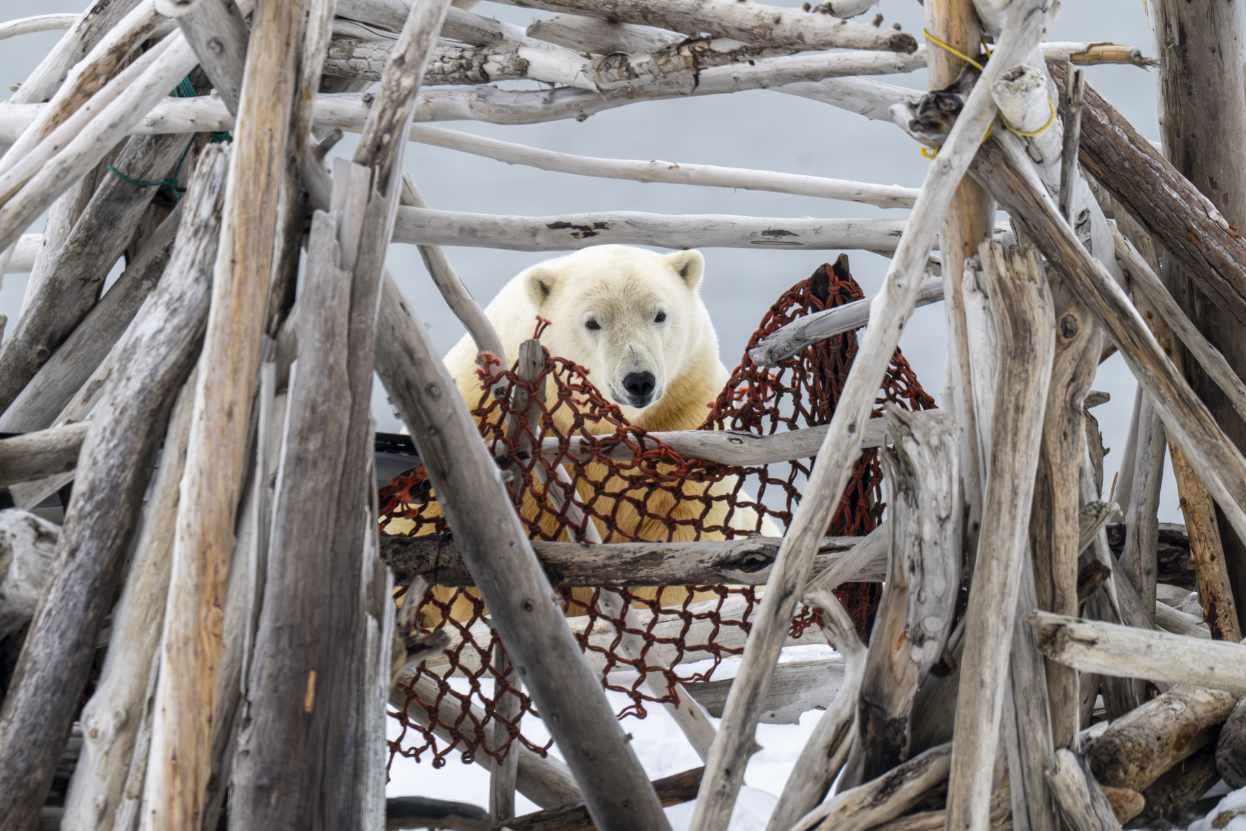 Polar Bear (image by Mark Beaman)