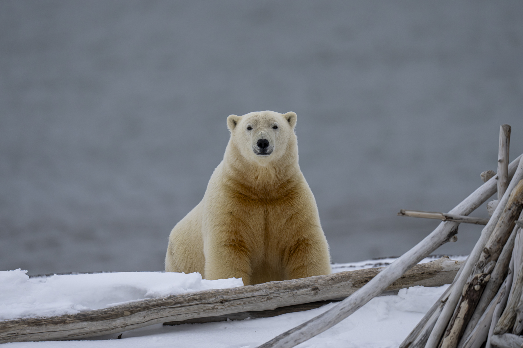 Polar Bear (image by Mark Beaman)