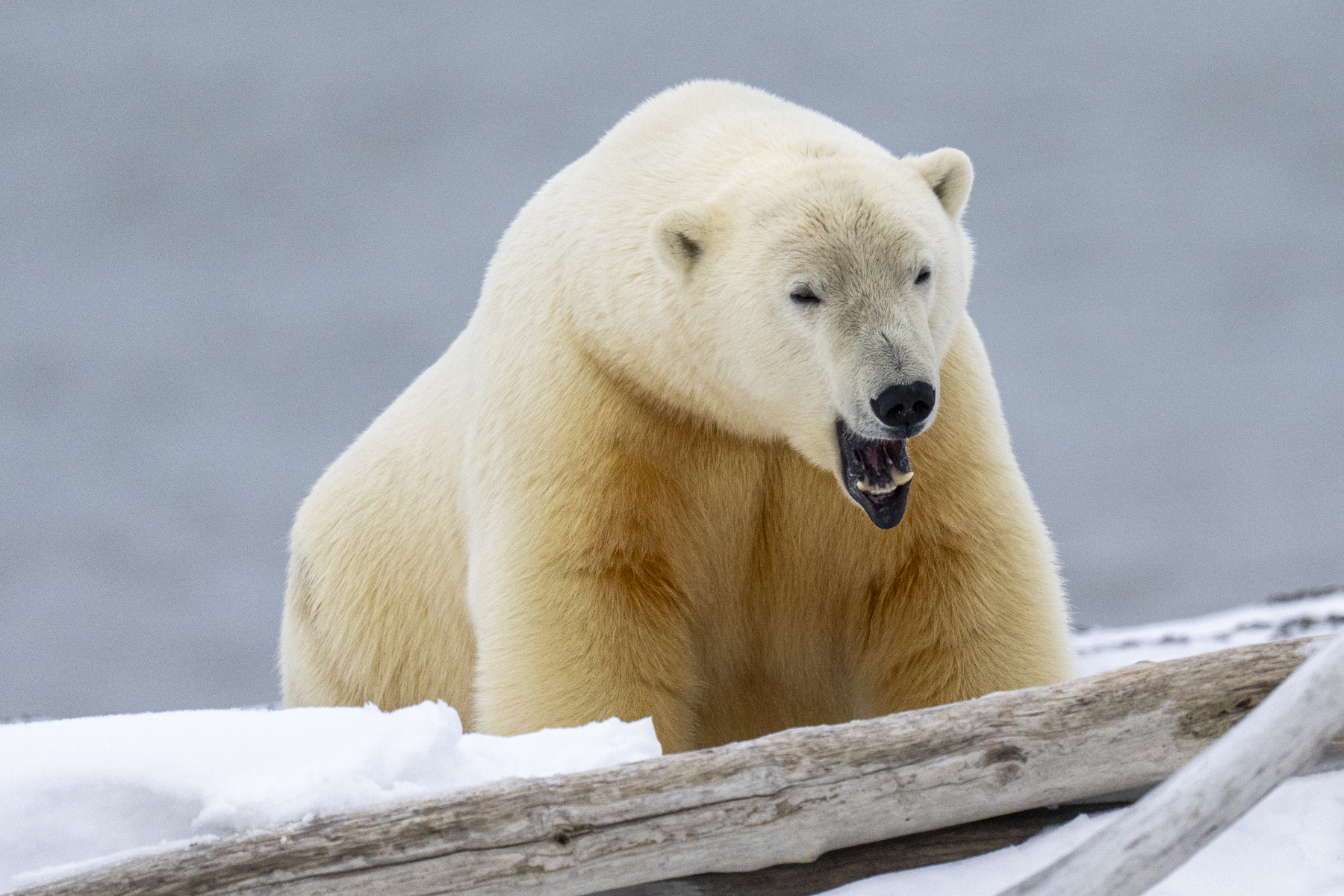 Polar Bear (image by Mark Beaman)