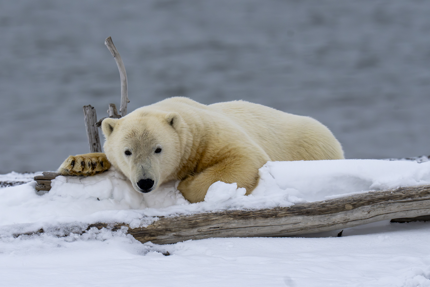 Polar Bear (image by Mark Beaman)