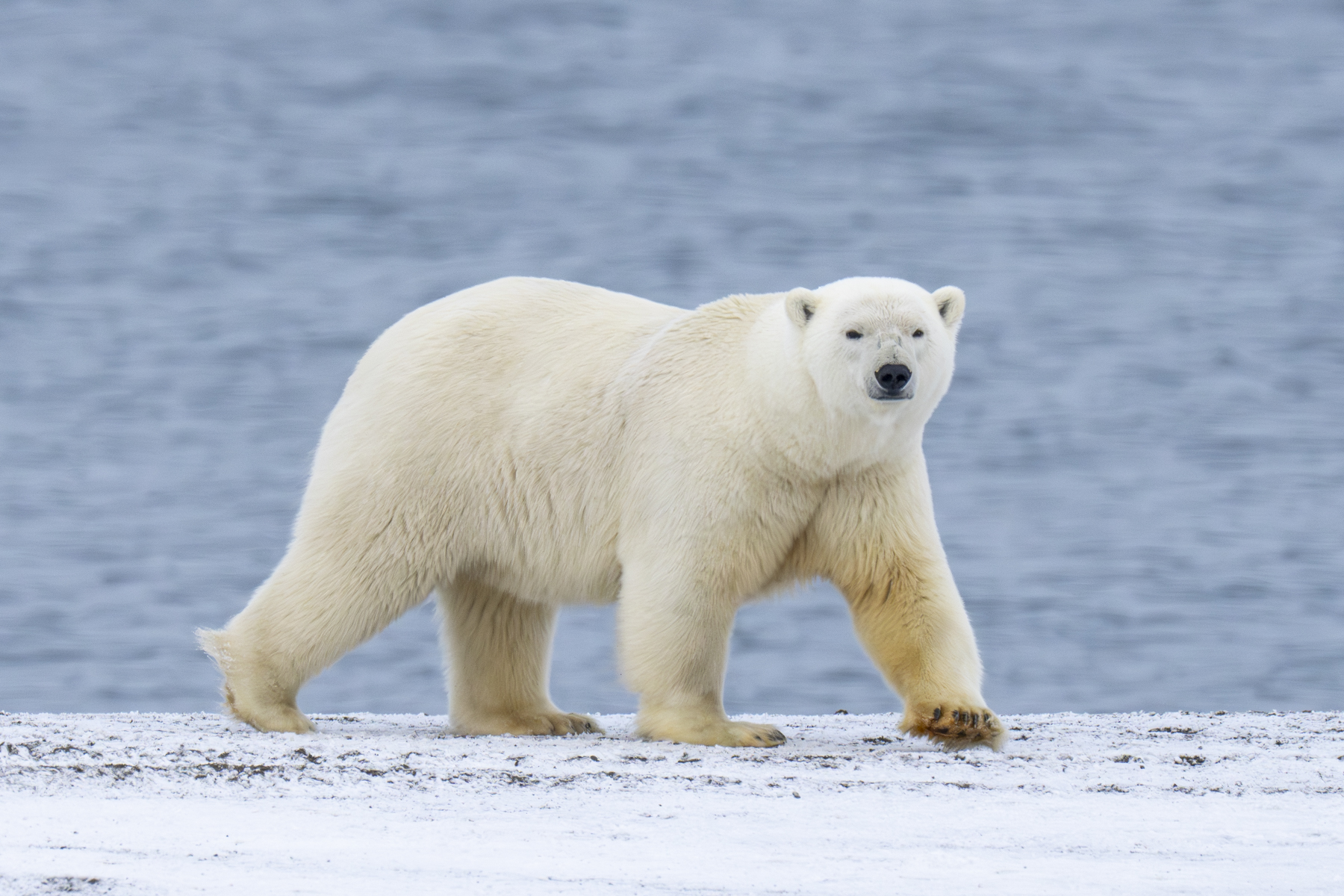 Polar Bear (image by Mark Beaman)