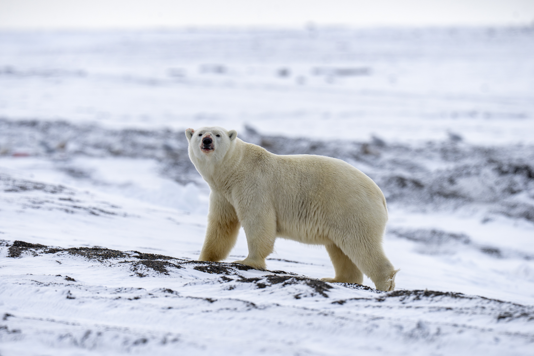 Polar Bear (image by Mark Beaman)