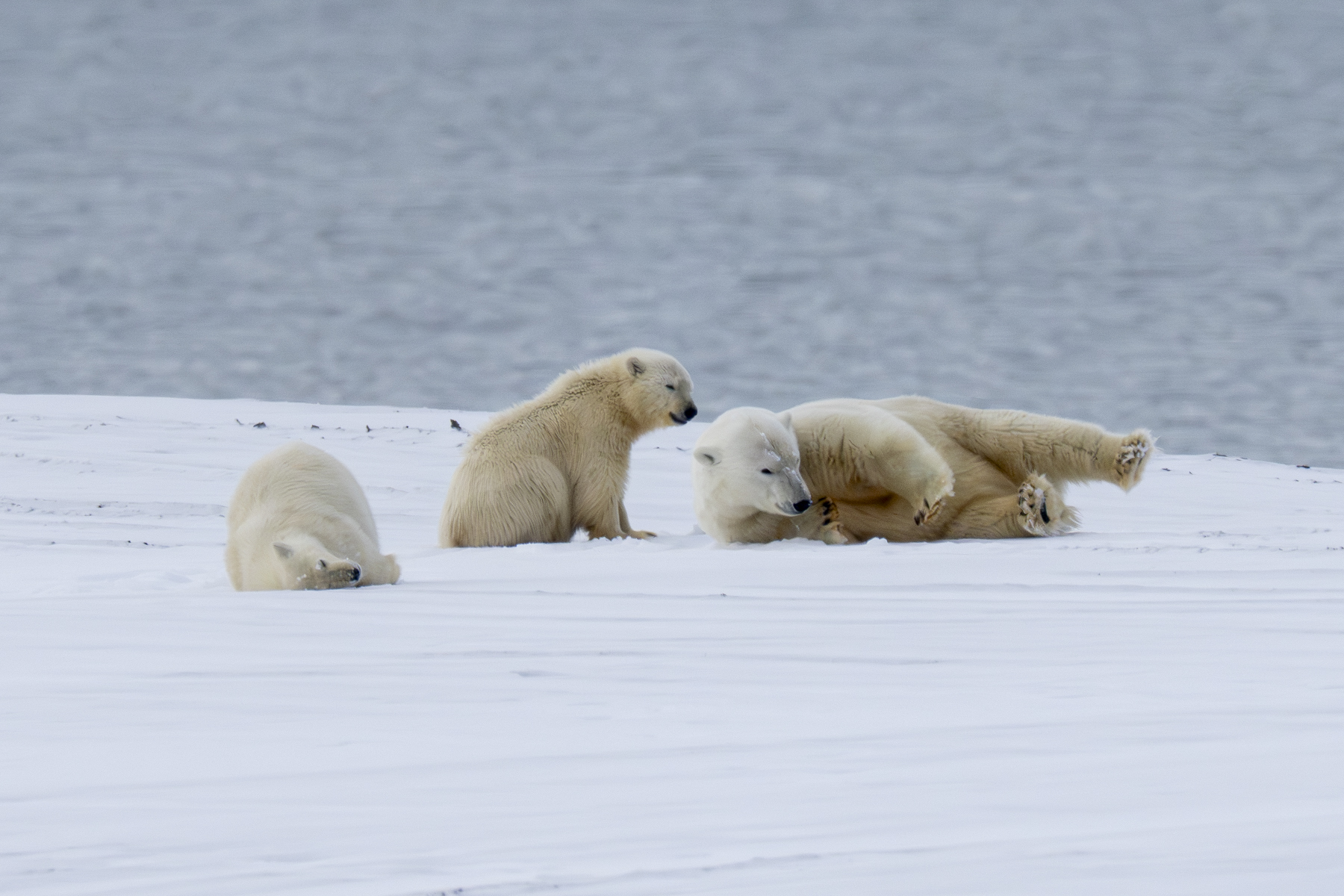 Polar Bear and cubs (image by Mark Beaman)