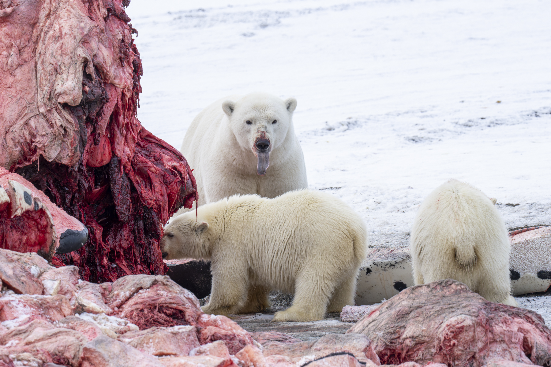 Polar Bear and cubs (image by Mark Beaman)