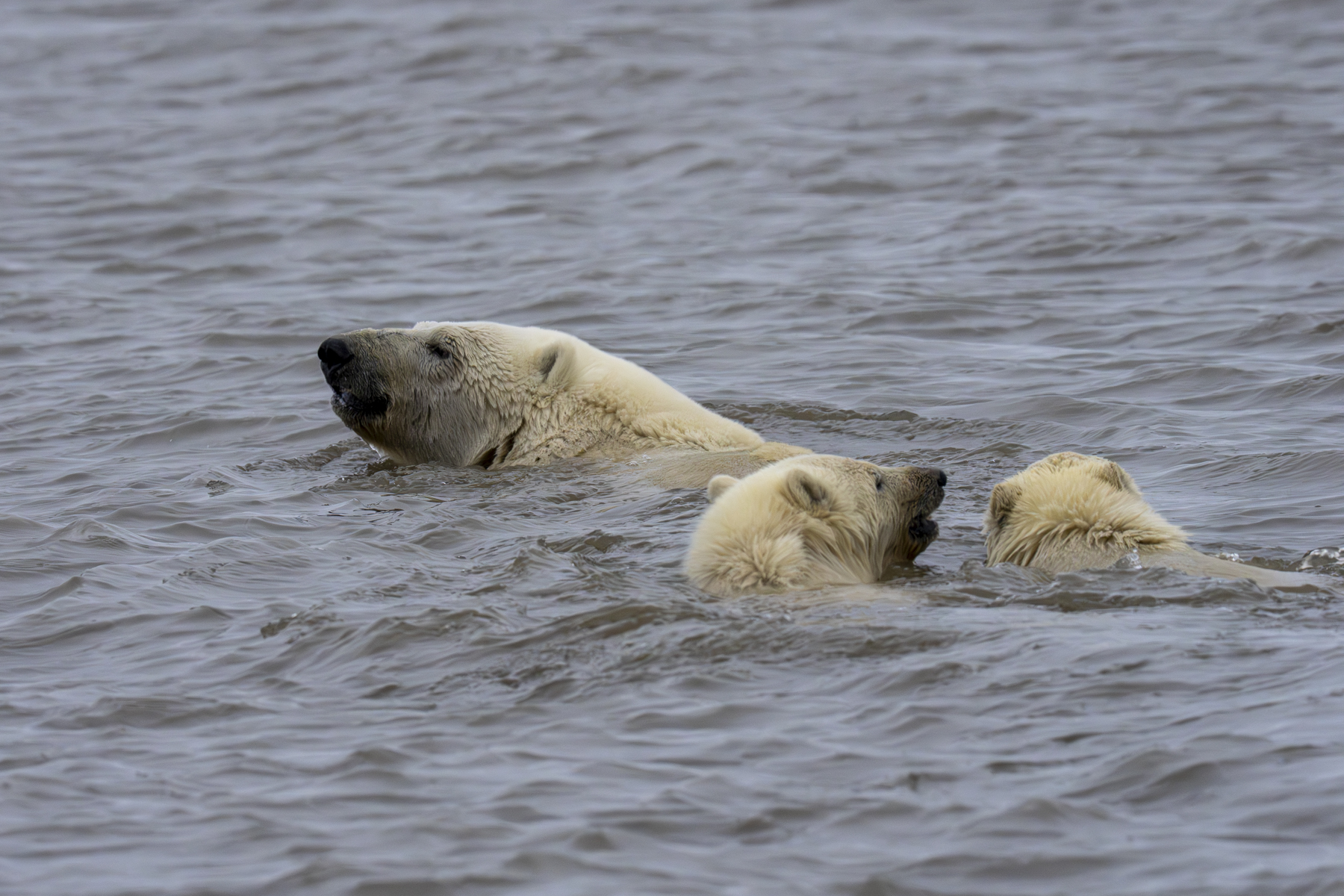 Polar Bear and cubs (image by Mark Beaman)