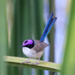Purple-crowned Fairywren (image by Hannu Jännes)