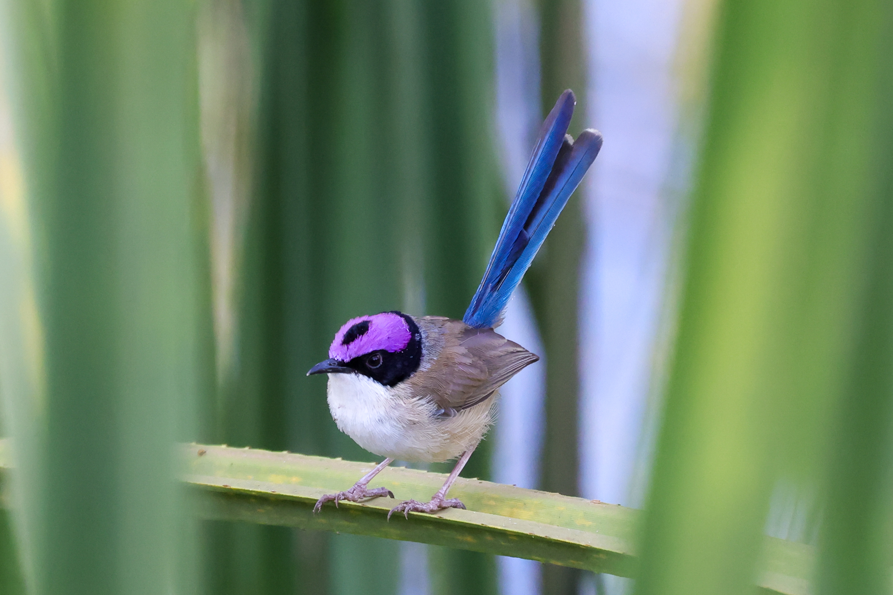 Purple-crowned Fairywren (image by Hannu Jännes)