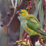 Purple-crowned Lorikeet (image by Frederic Pelsy)