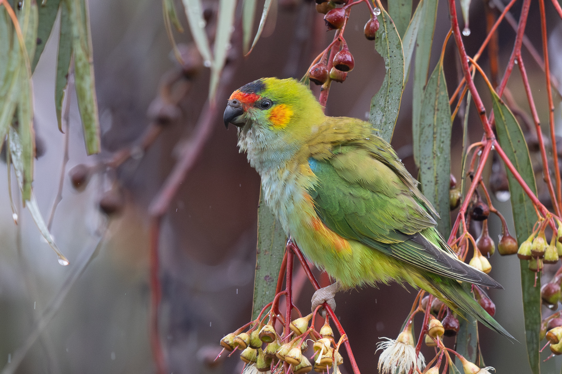Purple-crowned Lorikeet (image by Frederic Pelsy)