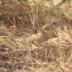 Quail-plover (image by Diedert Koppenol)