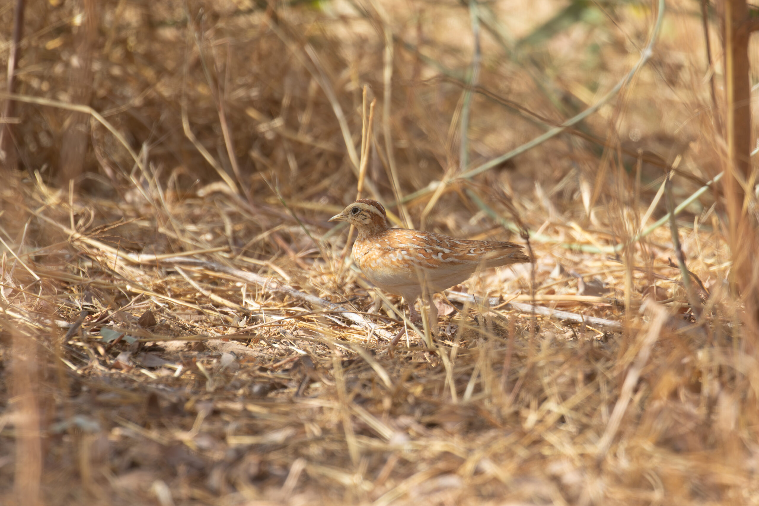 Quail-plover (image by Diedert Koppenol)