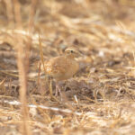 Quail-plover (image by Diedert Koppenol)