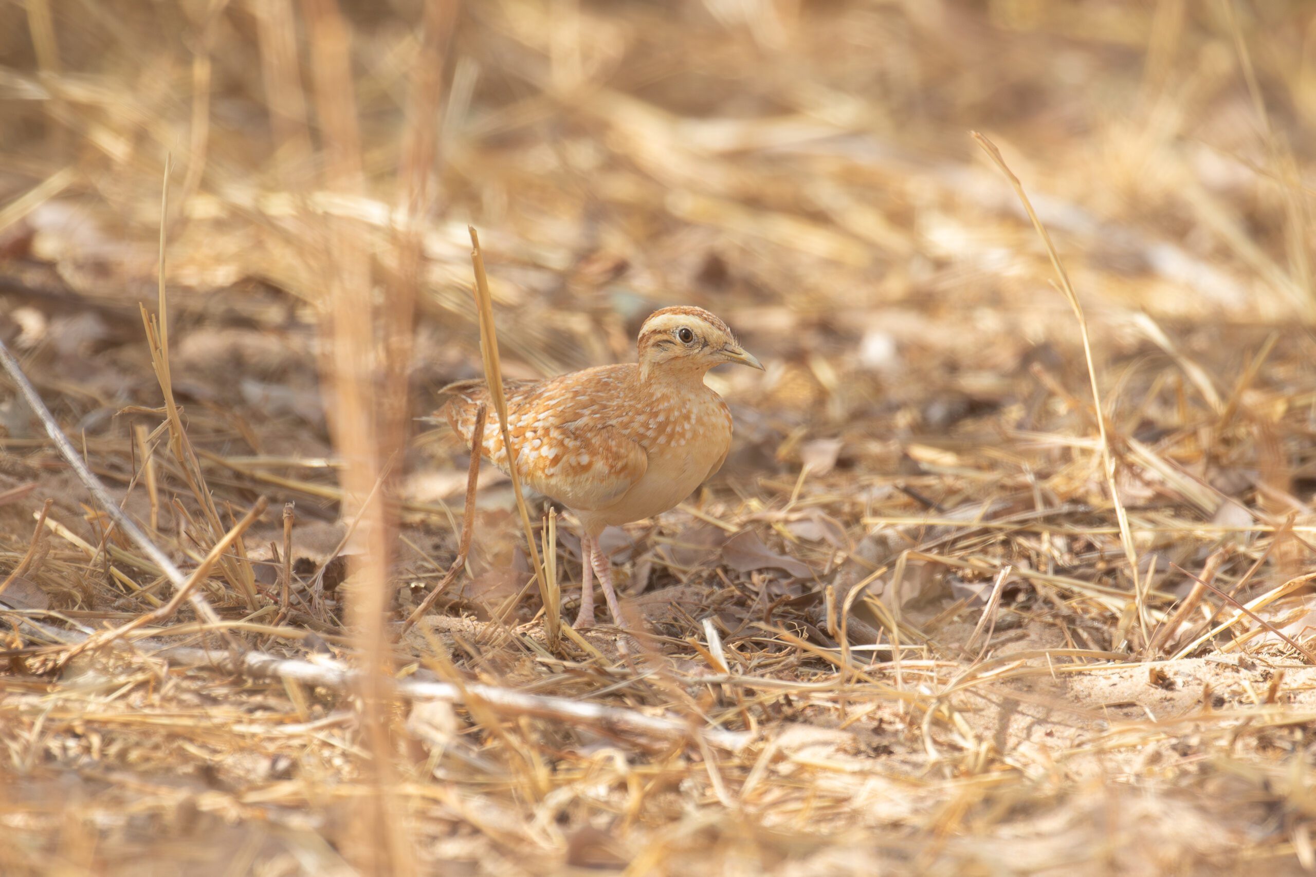 Quail-plover (image by Diedert Koppenol)