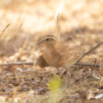 Quail-plover (image by Diedert Koppenol)