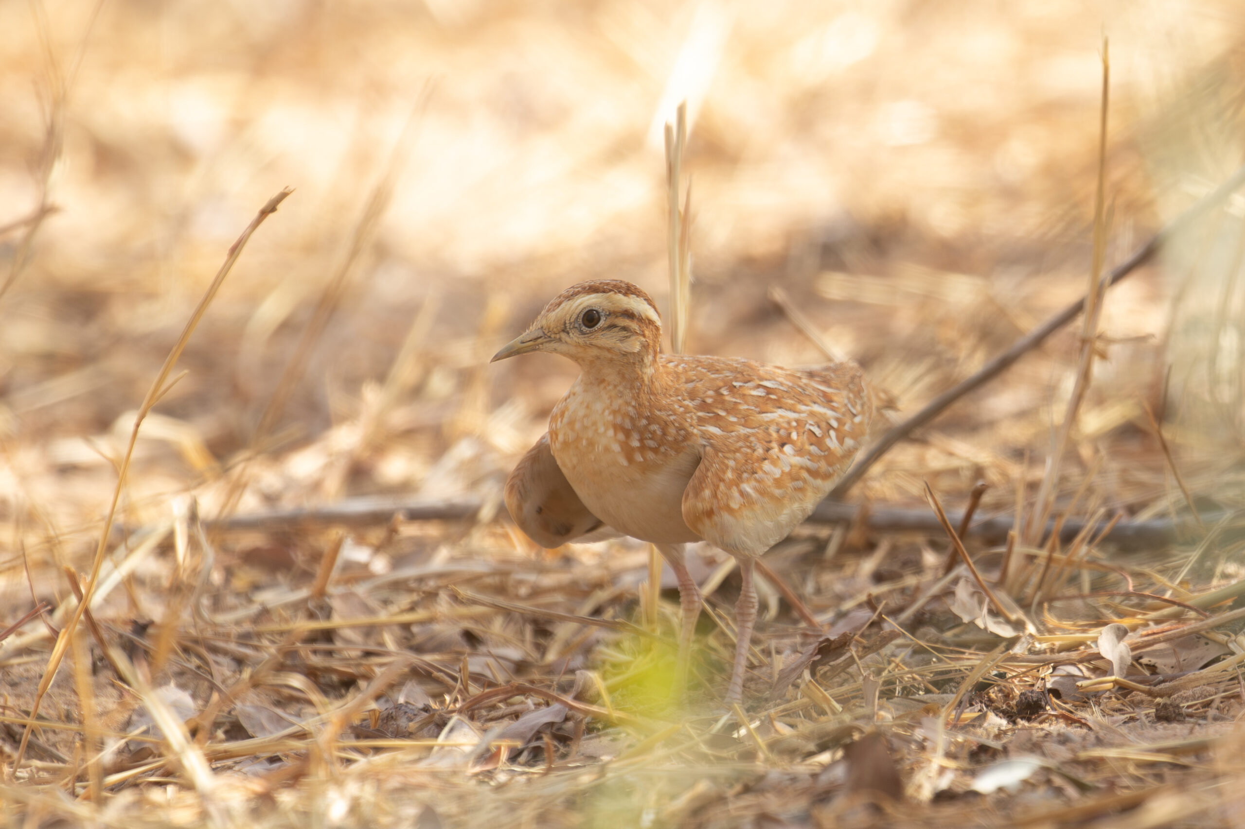 Quail-plover (image by Diedert Koppenol)