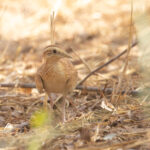 Quail-plover (image by Diedert Koppenol)
