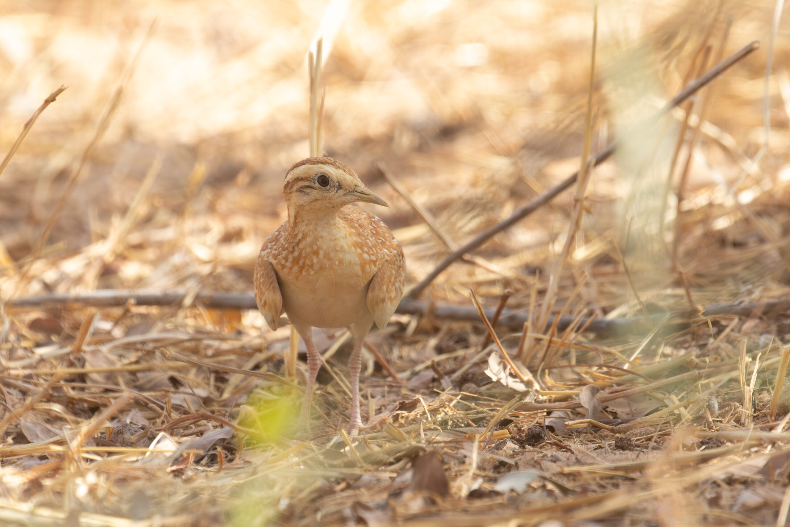 Quail-plover (image by Diedert Koppenol)