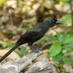 Racket-tailed Treepie (image by Trevor Ellery)