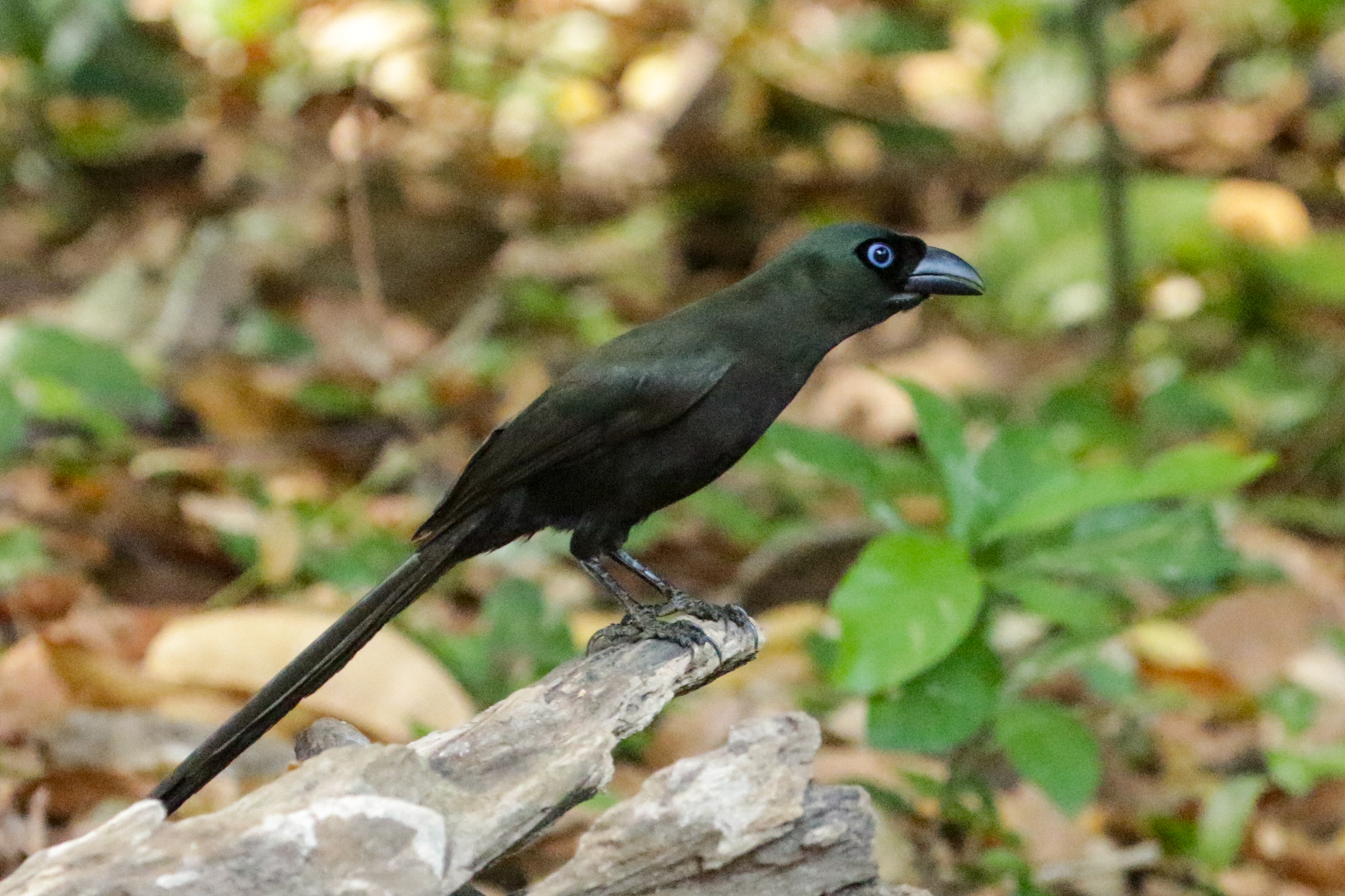 Racket-tailed Treepie (image by Trevor Ellery)
