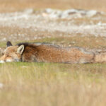 Red Fox (image by Diedert Koppenol)