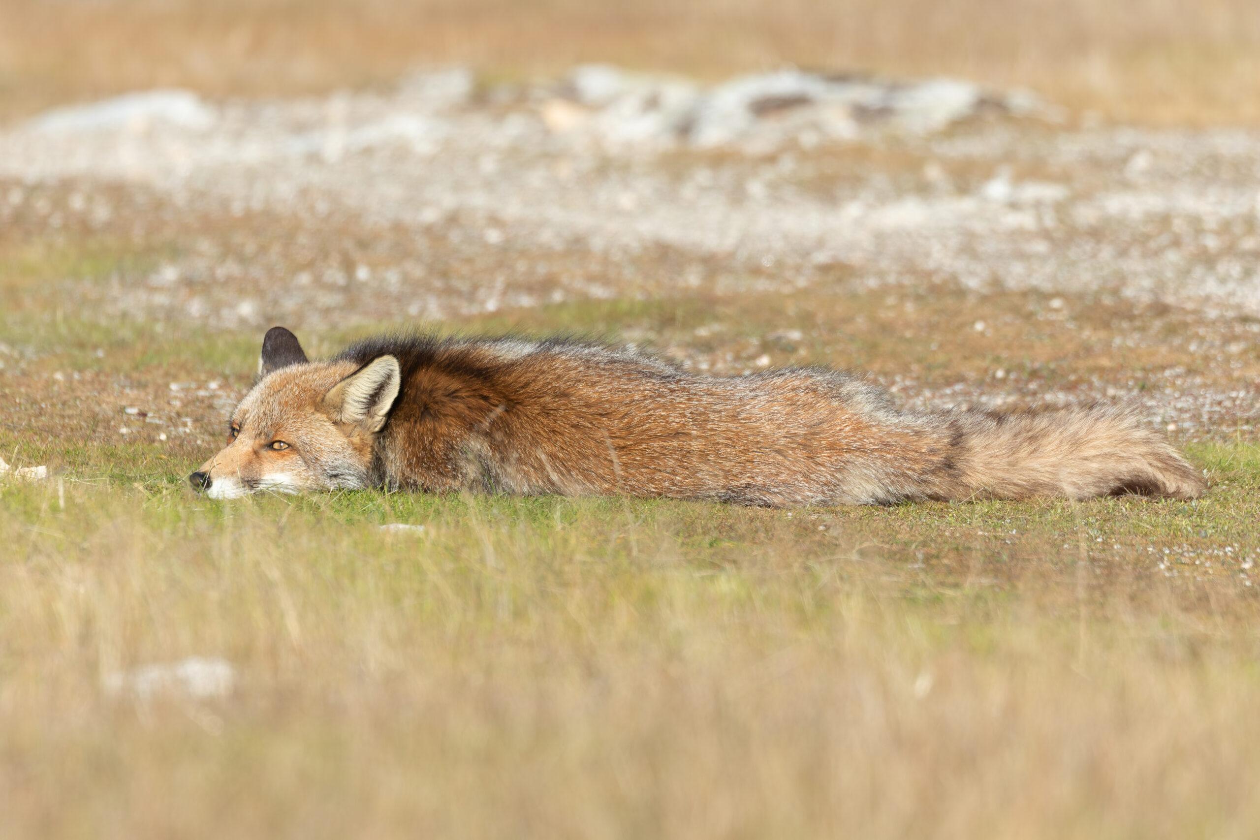 Red Fox (image by Diedert Koppenol)