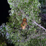 Red Giant Flying Squirrel (image by Diedert Koppenol)