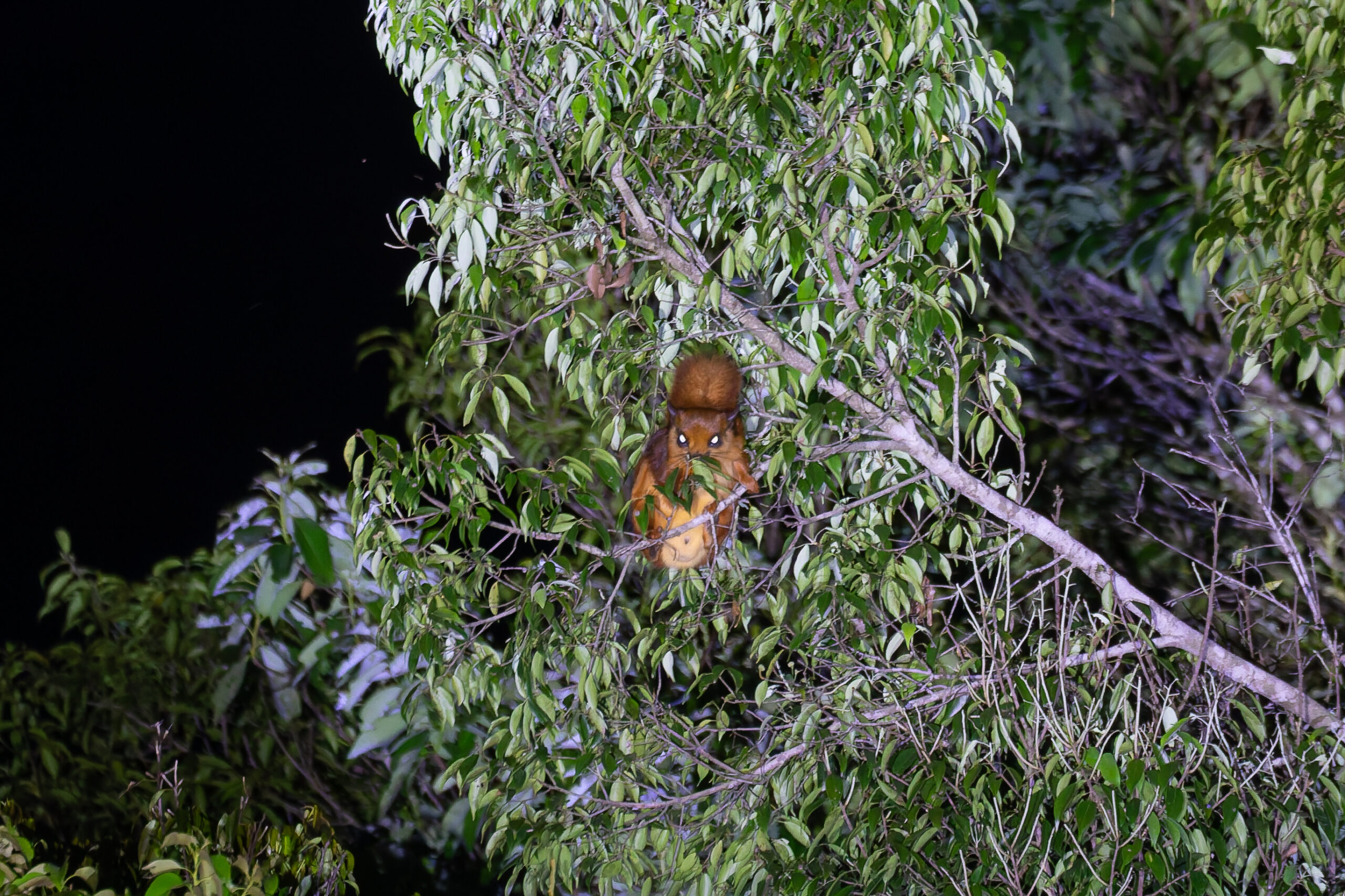 Red Giant Flying Squirrel (image by Diedert Koppenol)