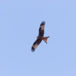Red Kite (image by Diedert Koppenol)