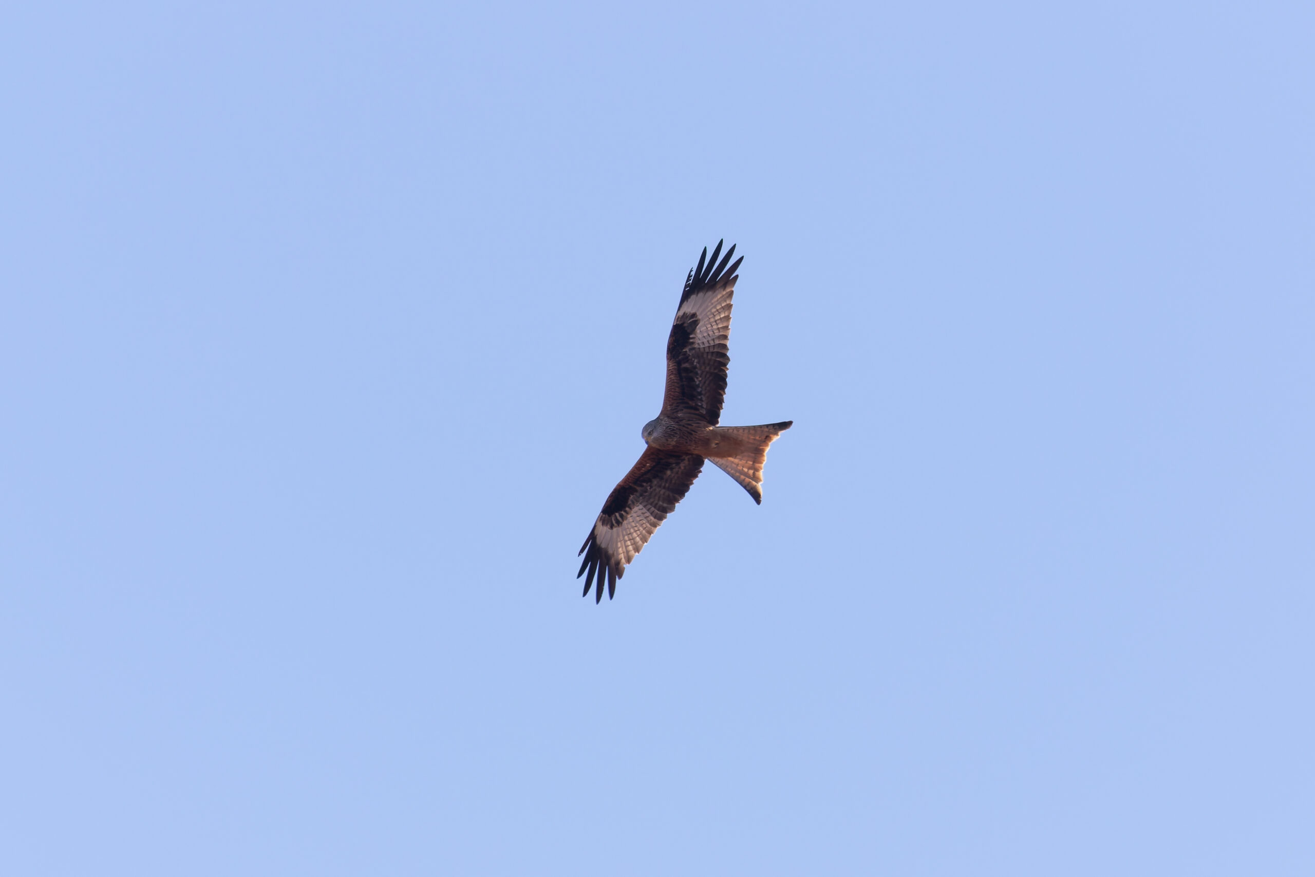 Red Kite (image by Diedert Koppenol)
