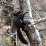black morph of Red Squirrel (image by Diedert Koppenol)