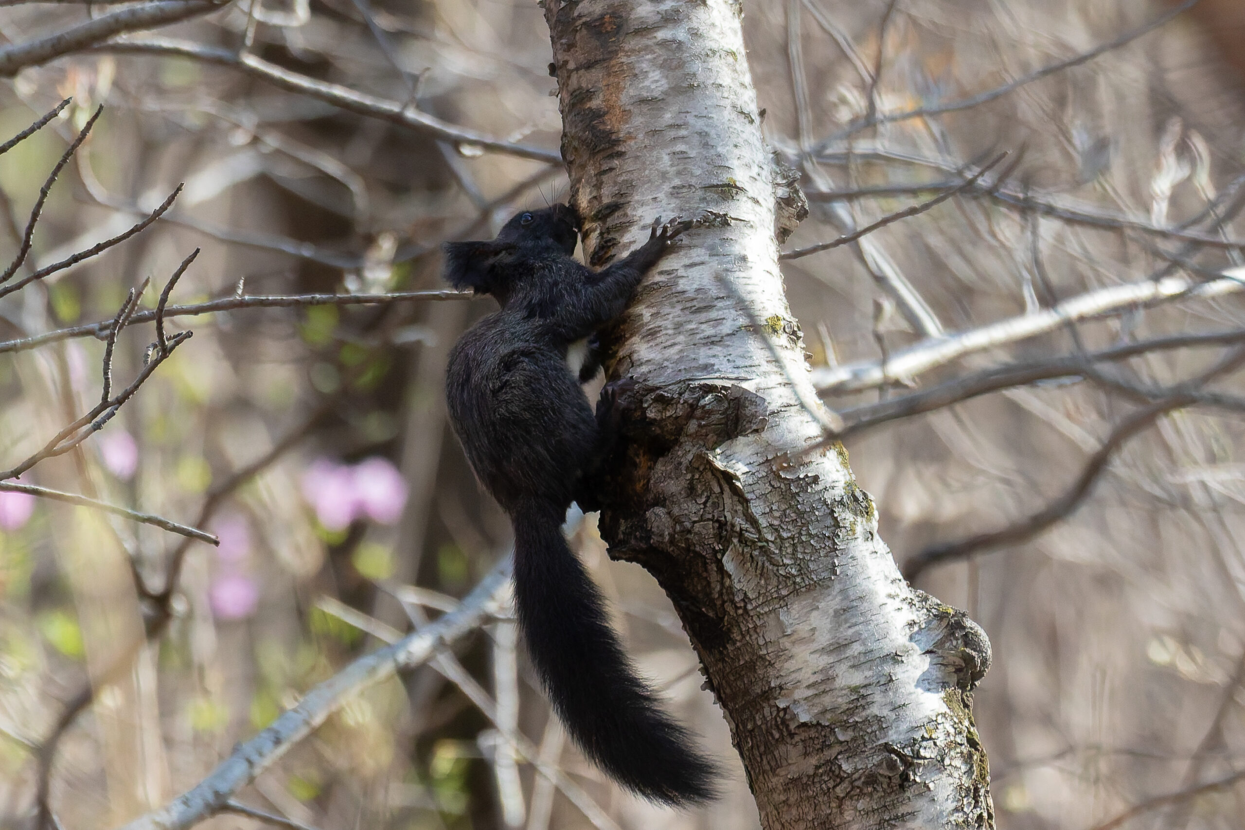 black morph of Red Squirrel (image by Diedert Koppenol)