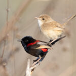 Red-backed Fairywrens (image by Frederic Pelsy)