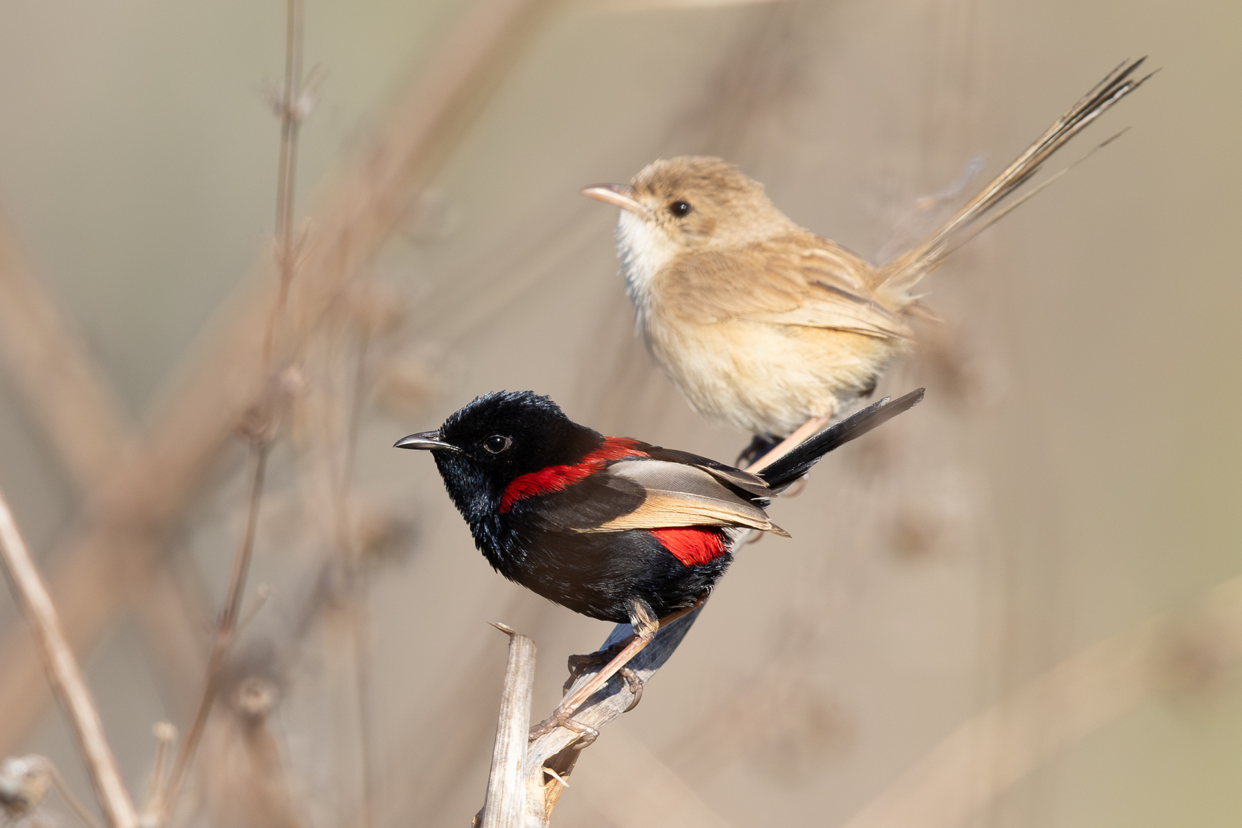 Red-backed Fairywrens (image by Frederic Pelsy)