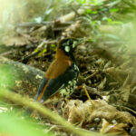 Red-backed Thrush (image by Dave Farrow)