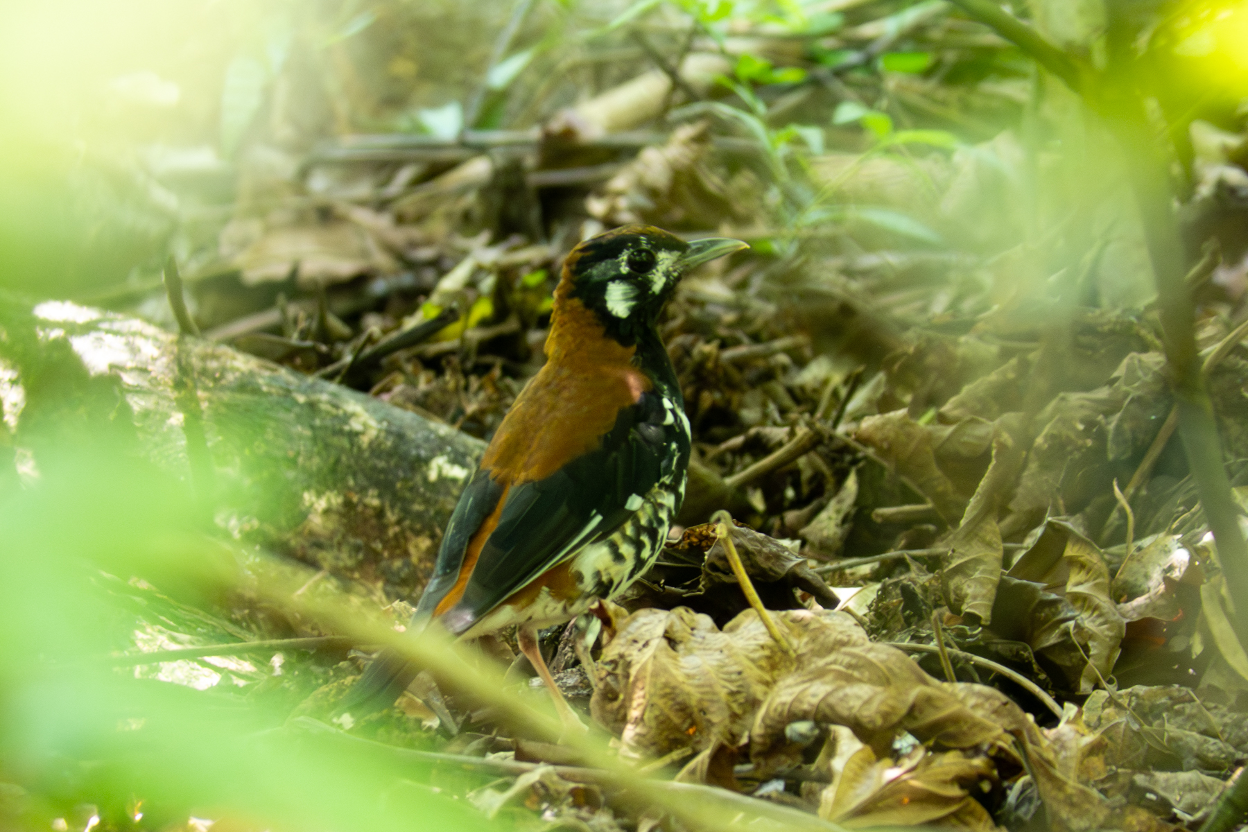 Red-backed Thrush (image by Dave Farrow)